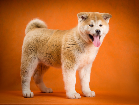 Japanese Akita Inu Dog studio portrait .の写真素材