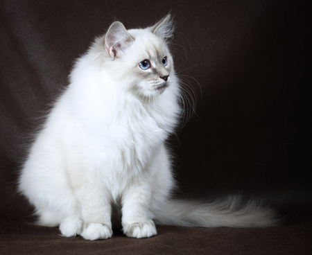 Neva masquerade kitten on dark brown background.の写真素材