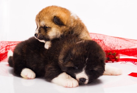 couple of Japanese Akita-inu puppies lying over white background.の写真素材