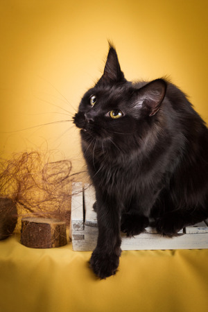 black maine coon cat on yellow  background.の写真素材