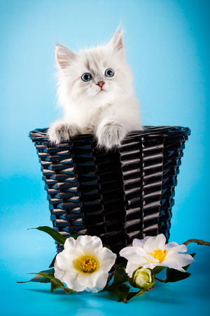 Neva masquerade kittens in basket on blue.の写真素材