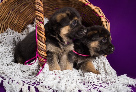German shepherd puppies sitting in a basket.  Purple backgroundの写真素材