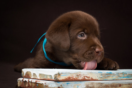 Chocolate labrador puppy lying on the colored boards. Brown backgroundの写真素材