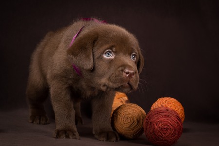 Chocolate labrador puppy standing on a brown background.の写真素材