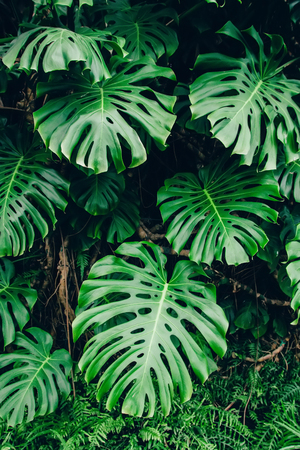 Green leaves of Monstera philodendron plant growing in greenhouse, tropical forest plant, evergreen vines abstract backgroundの写真素材
