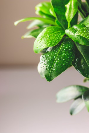 Close up view of fresh leaves of Ficus microcarpa ginseng with water drops. Stylish and simple plants for modern desk.の写真素材