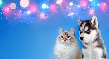 Cat and dog together on a blue sparkling background.