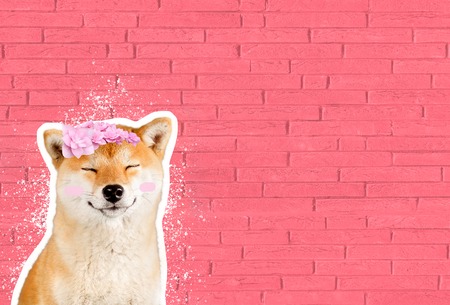 Happy smiling shiba inu dog in front of pink brick wall, funny cartoon zine style