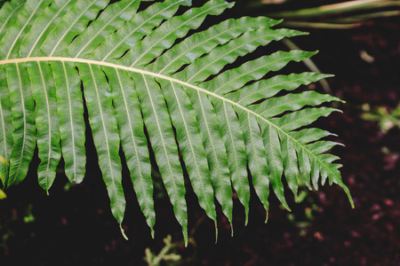 Close up view of green fern. Blurred background.Texture for wallpaper or web banner