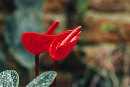 Close up portrait of beautiful flowers in botanical gardenの写真素材