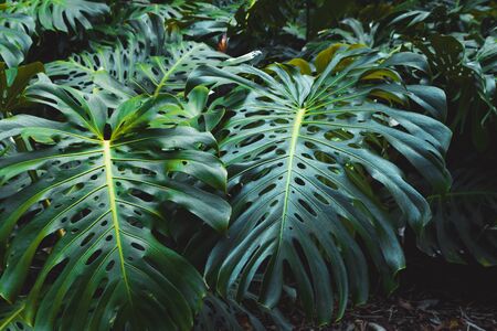 Green leaves of Monstera philodendron, plant growing in botanical garden, tropical forest plants, evergreen vines abstract backgroundの写真素材