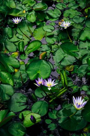 Water lilies Nymphaea beautiful flowers blooming in pond , dark moody stilizationの写真素材