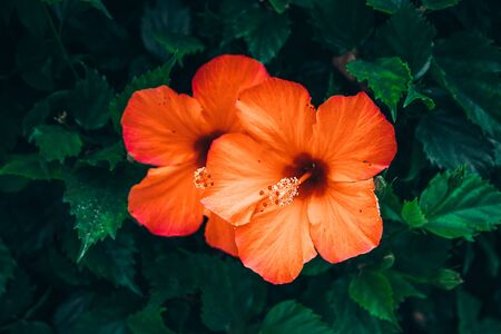Close up portrait of beautiful flowers in botanical garden.