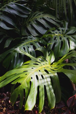 Green leaves of Monstera philodendron, plant growing in botanical garden, tropical forest plants, evergreen vines abstract background.の写真素材