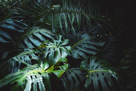 Green leaves of Monstera philodendron, plant growing in botanical garden, tropical forest plants, evergreen vines abstract background.の写真素材