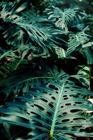 Green leaves of Monstera philodendron, plant growing in botanical garden, tropical forest plants, evergreen vines abstract background.の写真素材