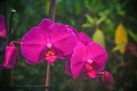 Close up portrait of beautiful flowers, Orchid in the Botanical Garden, Orchidaceaeの写真素材