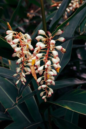Close up portrait of beautiful flowers in botanical gardenの写真素材