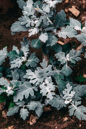 Close up portrait of beautiful plants in botanical gardenの写真素材