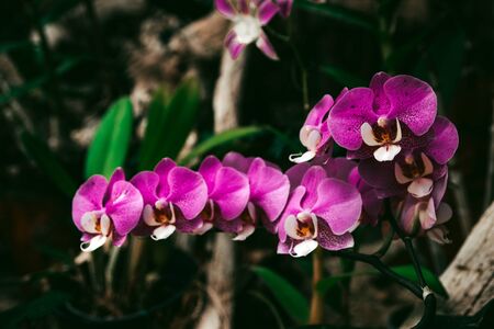 Close up portrait of beautiful flowers, Orchid in the Botanical Garden, Orchidaceae.の写真素材