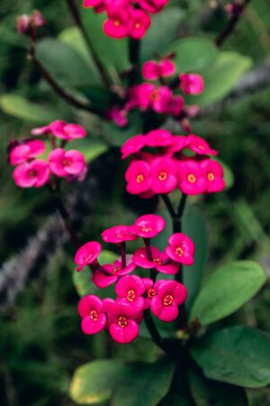 Close up portrait of beautiful flowers in botanical garden