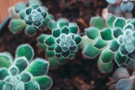 Close up portrait of two type of Echeveria Succulent in a pot. Stylish and simple plants for modern desk.の写真素材