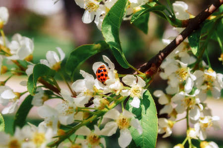 Ladybug on a branch of a blossoming apple treeの写真素材
