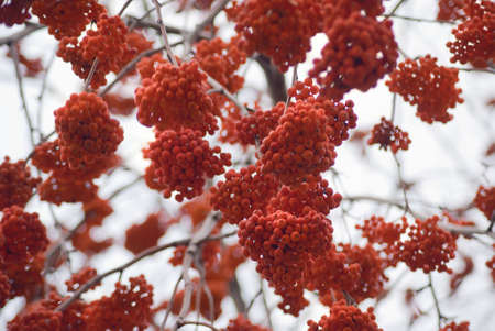 Rowanberry.の写真素材