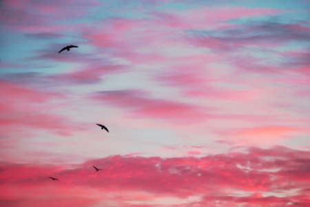 Morning birds.の写真素材