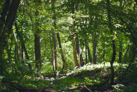 Forest.