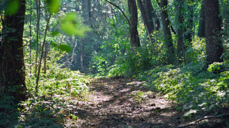 Forest trail.の写真素材