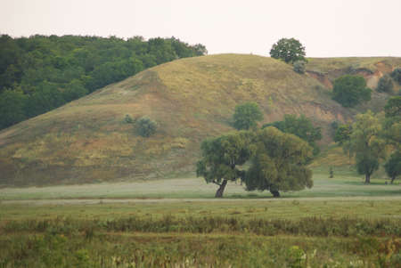 Lonely trees in the background of hills.の写真素材