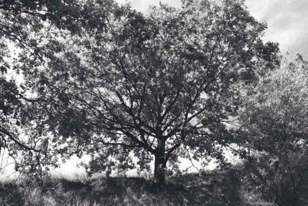 Oak tree.の写真素材
