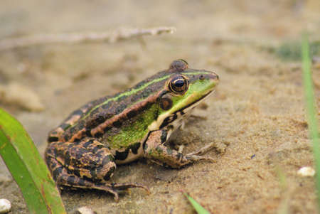 Large frog on the river bankの写真素材