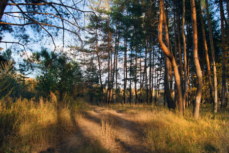 Summer forest road. Pine forestの写真素材