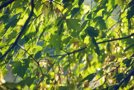 Bright foliage in the sunlightの写真素材