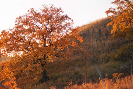 Autumn oak on a hillsideの写真素材