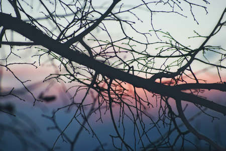 Silhouette of a branch of a tree at dawnの写真素材