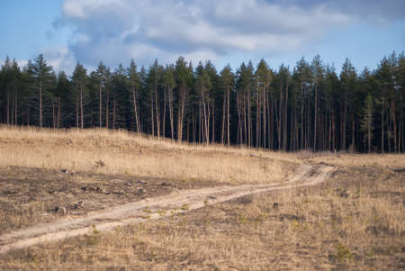 A picturesque road to the pine forest.の写真素材