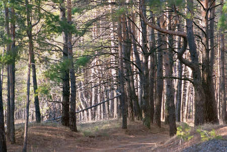Spring day in a coniferous forest.の写真素材