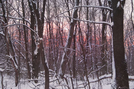 Winter sunset through the trees.の写真素材
