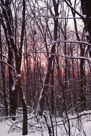 Winter sunset through the trees.の写真素材