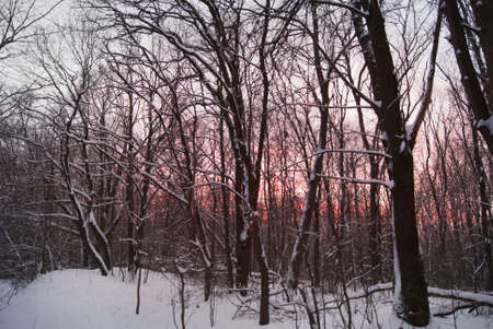 Winter sunset through the trees.の写真素材