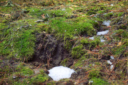 Moss under the thawed Snow.の写真素材