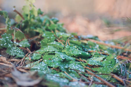 Dew on the spring grass.の写真素材