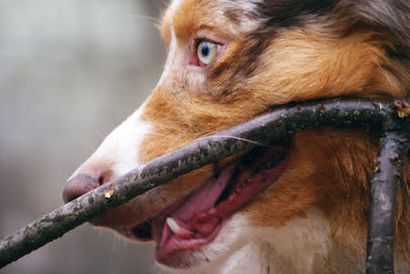 Pedigree stately dog walks in the woods.の写真素材