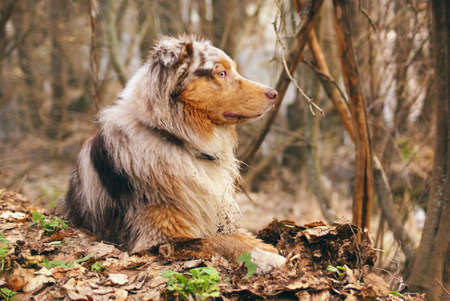 Pedigree stately dog walks in the woods.の写真素材