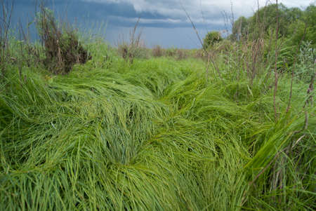 Texture of grass on a cloudy sky background.の写真素材