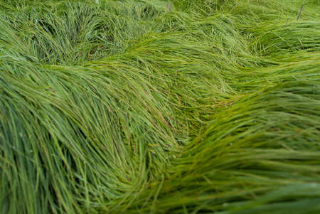 Texture of a high juicy grass.の写真素材