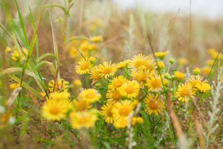 Yellow wildflowers close-up on blurred background.の写真素材